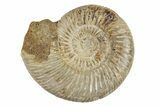 Polished Jurassic Ammonite (Perisphinctes) - Madagascar #270921-1